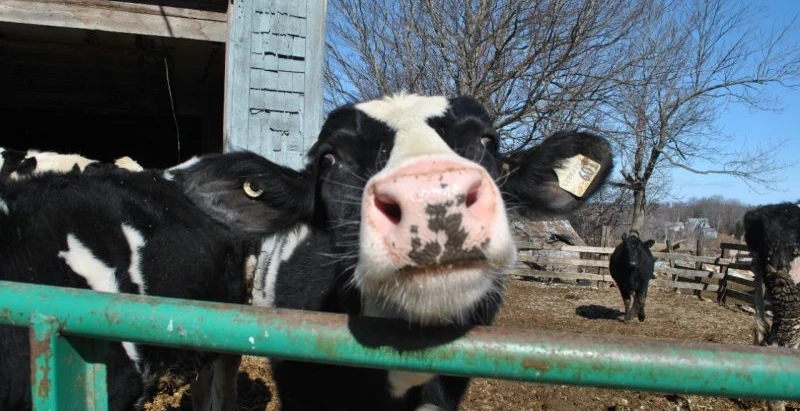 Proposed CFIA Regulations Threaten Small-Scale Producers