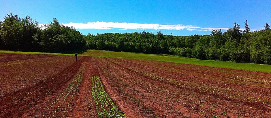 The State of Canadian Agriculture and the Effects on Rural Canada