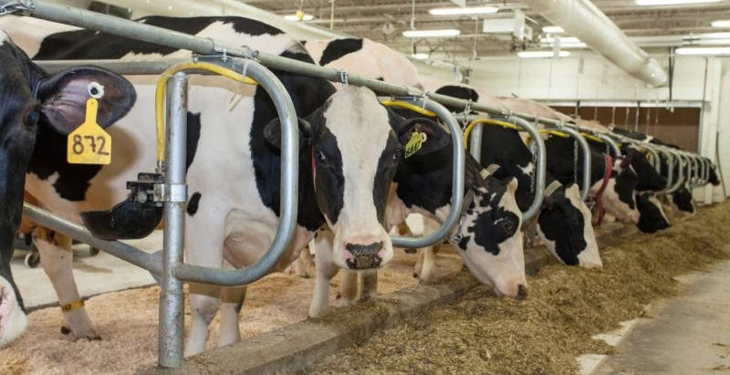 Canada’s NFU tweets President Trump a solution to US dairy crisis