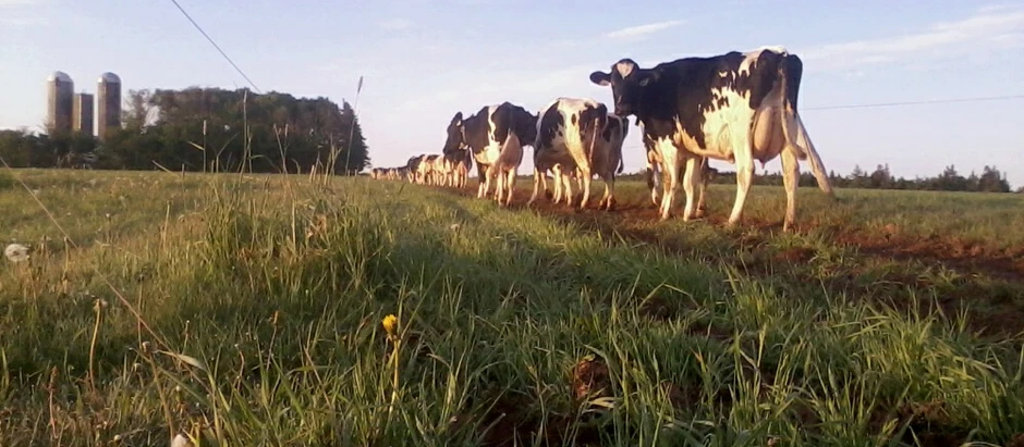 Family Farms in Peril Without Strategy