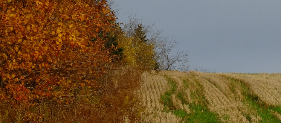 Understanding the Spirit and Intent of the Lands Protection Act