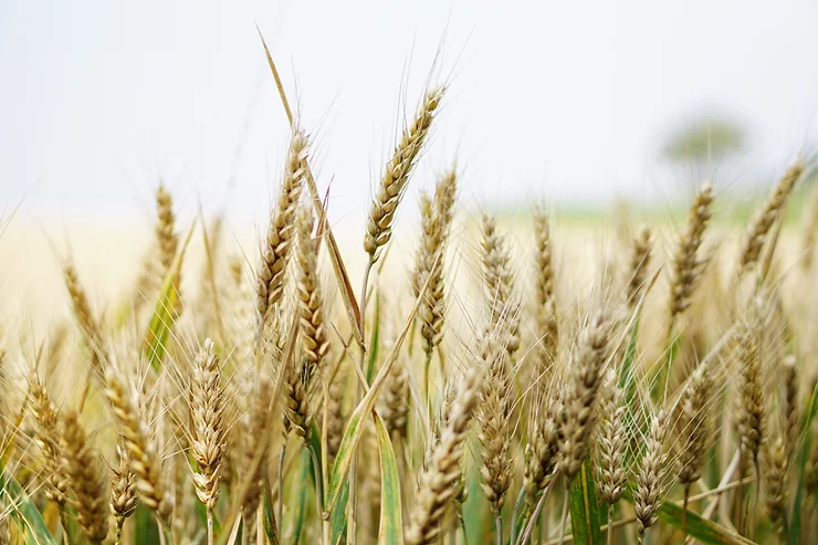 AAFC Seed Royalty Consultation – Charlottetown, Friday January 18