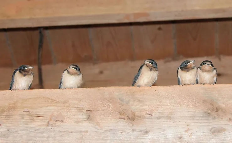 Talking about Species at Risk